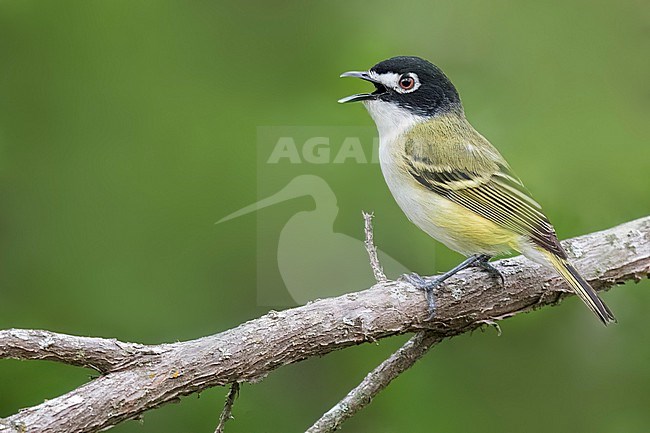 Black-capped Vireo (Vireo atricapilla)  perched on a branch in Texas stock-image by Agami/Dubi Shapiro,