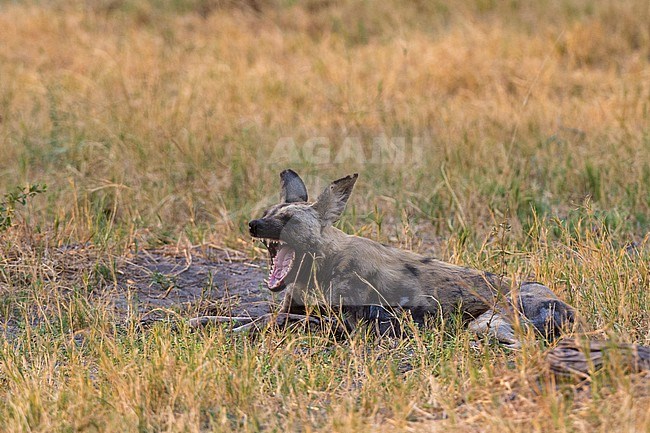 An African wild dog, Lycaon pictus, yawning in Chobe National Park's Savuti marsh. Botswana. stock-image by Agami/Sergio Pitamitz,