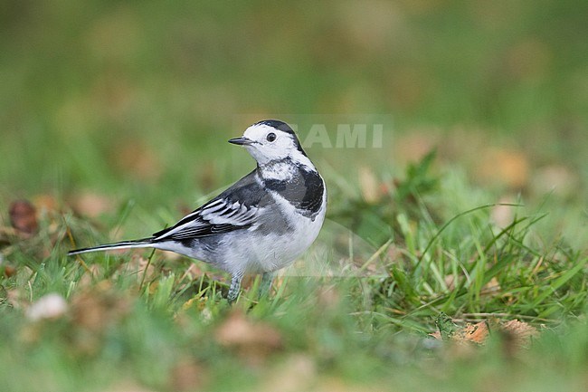 Rouwkwikstaart, Pied Wagtail, Motacilla (alba) yarelli, Great Britain stock-image by Agami/Ralph Martin,
