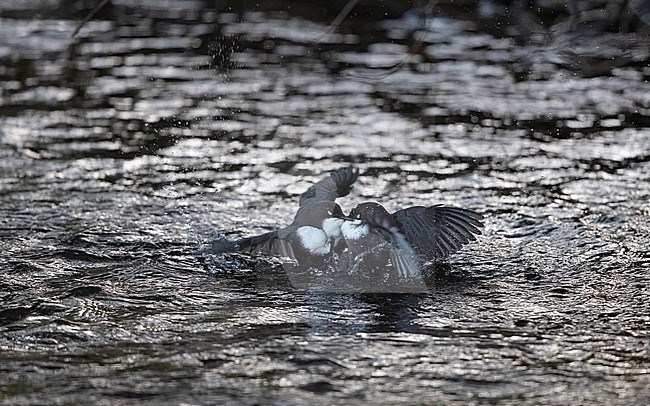 White-throated Dipper (Cinclus cinclus cinclus) two birds fighting in the water in a creek at Rådvad, Denmark stock-image by Agami/Helge Sorensen,