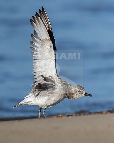 Grey Plover (Pluvialis squatarola), side view of an adult stretching its wings, Campania, Italy stock-image by Agami/Saverio Gatto,