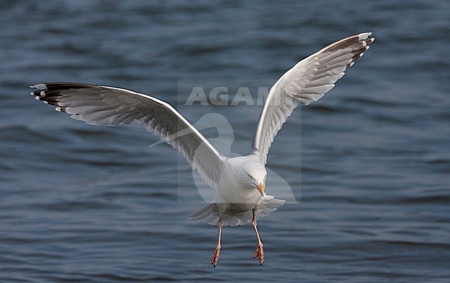 Adult European Herring Gull (Larus argentatus) landing in the Dutch Wadden Sea to catch bread thrown by a tourist. Staring ahead where to land. stock-image by Agami/Marc Guyt,