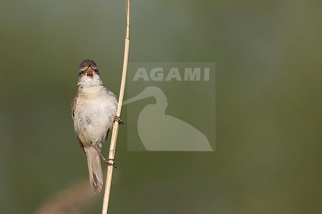 Paddyfield Warbler - Feldrohrsänger - Acrocephalus agricola ssp. septimus, Russia (Ural) stock-image by Agami/Ralph Martin,