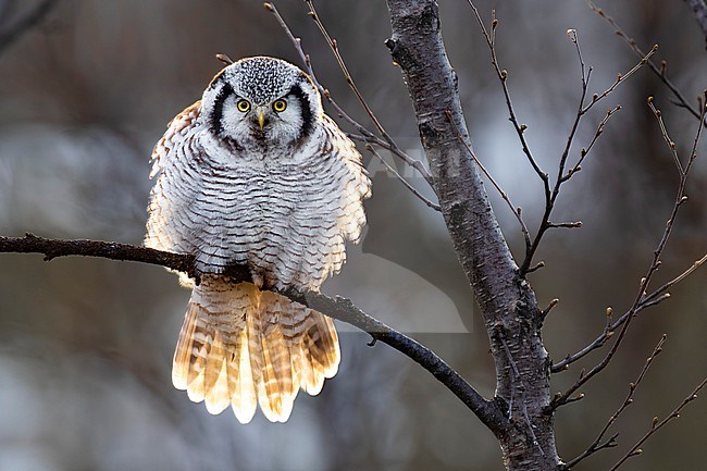 Northern Hawk Owl, Surnia ulula, in Norway. stock-image by Agami/Daniele Occhiato,