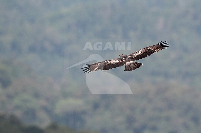 Crested Honey Buzzard (Pernis ptilorhyncus) Kaeng Krachan National Park, Thailand. Seen from above. stock-image by Agami/Helge Sorensen,