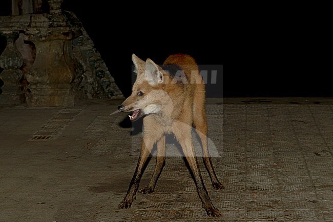 Maned wolf, Maned Wolf stock-image by Agami/Roy de Haas,