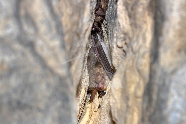 Nattarer's Bat (Myotis nattareri) hibernate in a crevice of a cave in Montagne Saint Pierre, Liège, Belgium. stock-image by Agami/Vincent Legrand,