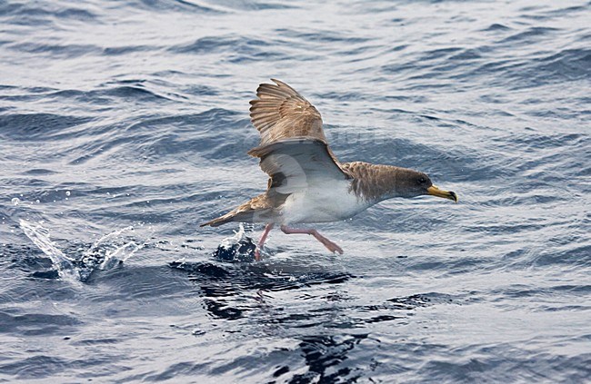 Kuhls pijlstormvogel, Cory's Shearwater, Calonectris borealis stock-image by Agami/Marc Guyt,