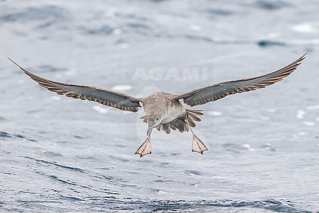 Balearic Shearwater (Puffinus mauretanicus) landing on water, showing underwing pattern in the mediterranean waters off Tarragona, Catalonia, Spain. stock-image by Agami/Rafael Armada,