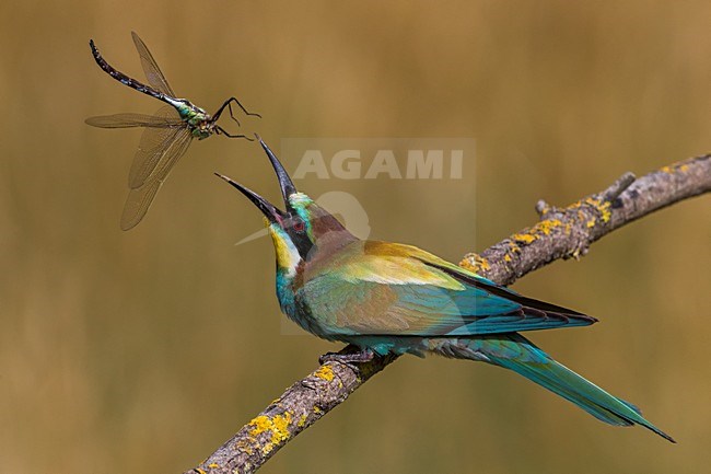 Bijeneter met prooi, European Bee-eater with prey stock-image by Agami/Daniele Occhiato,