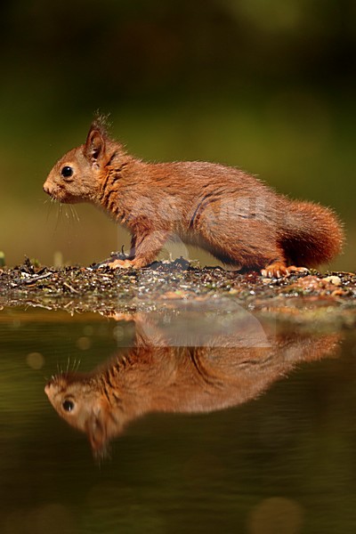Eekhoorn jong staat voor het water met reflectie; Red squirrel juvenile standing for water with reflection; stock-image by Agami/Walter Soestbergen,