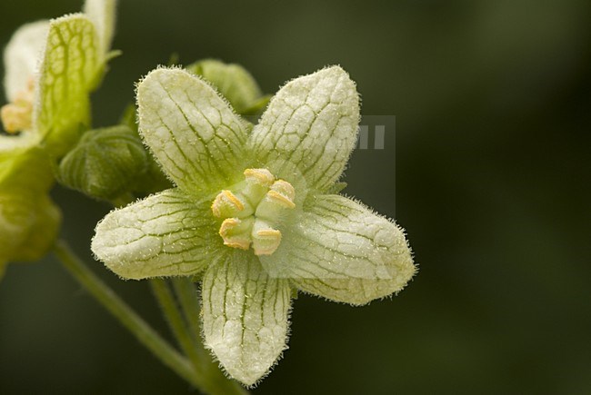  stock-image by Agami/Wil Leurs,