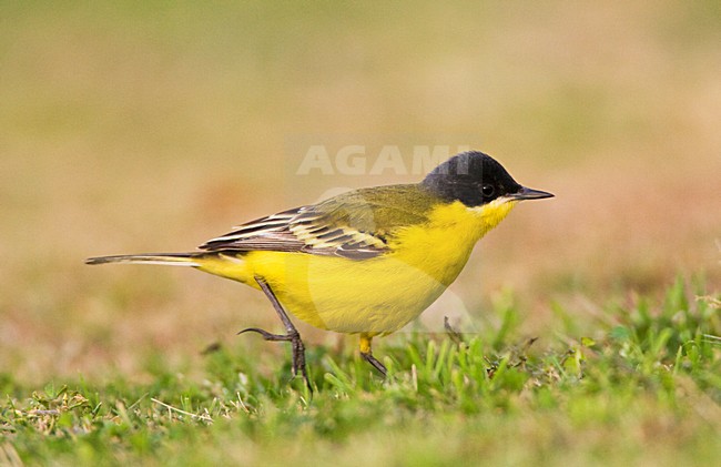 Noordse Gele Kwikstaart, Grey-headed Wagtail, Motacilla thunbergi stock-image by Agami/Marc Guyt,