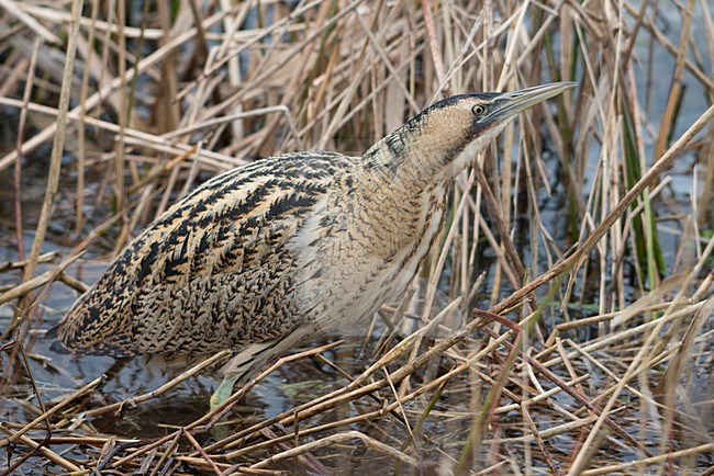 Roerdomp in het riet, Eurasian Bittern in reed stock-image by Agami/Han Bouwmeester,