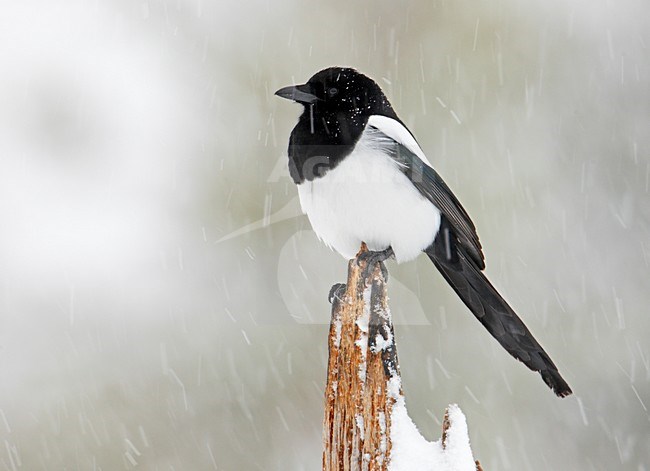 Ekster, Eurasian Magpie, Pica pica stock-image by Agami/Markus Varesvuo,