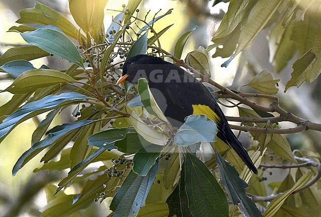 Black-and-gold Cotinga (Lipaugus ater) in Brazil. Endemic to humid Atlantic Forest in the highlands of the Serra do Mar in south-eastern Brazil. stock-image by Agami/Laurens Steijn,