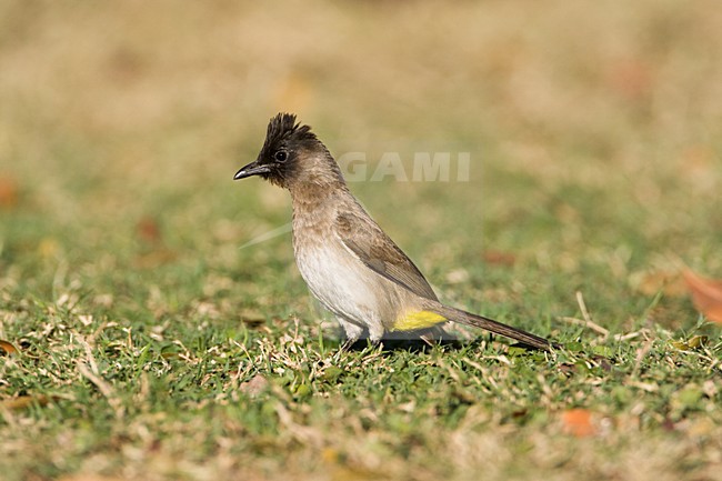 Driekleurbuulbuul, Dark-capped Bulbul, Pycnonotus tricolor stock-image by Agami/Marc Guyt,