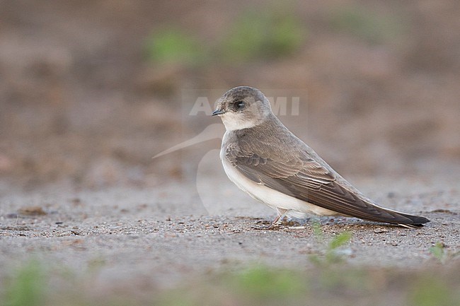 Pale Martin, Riparia diluta ssp. diluta, Russia (Baikal), adult on the ground. stock-image by Agami/Ralph Martin,