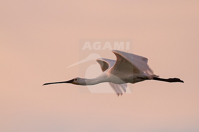 Eurasian Spoonbill - Löffler - Platalea leucorodia ssp. leucorodia, Germany, adult stock-image by Agami/Ralph Martin,