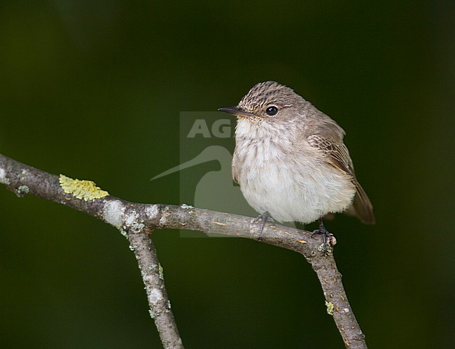 Spotted Flycatcher - Grauschnäpper - Muscicapa striata ssp. striata, Germany stock-image by Agami/Ralph Martin,