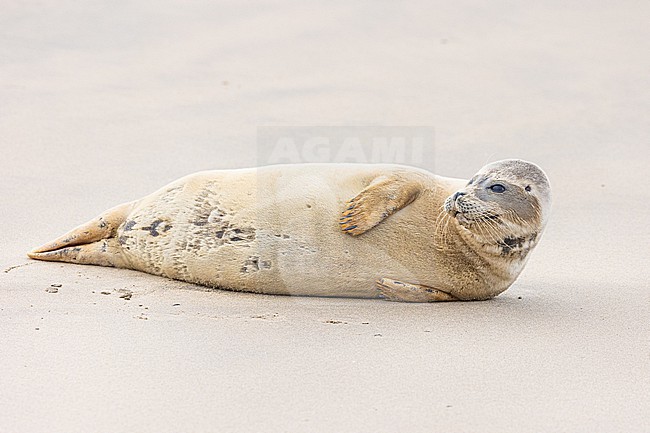  stock-image by Agami/Menno van Duijn,