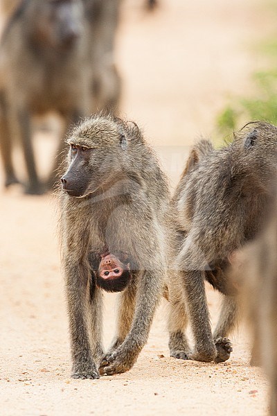 Beerbaviaan, Chacma Baboon stock-image by Agami/Wil Leurs,