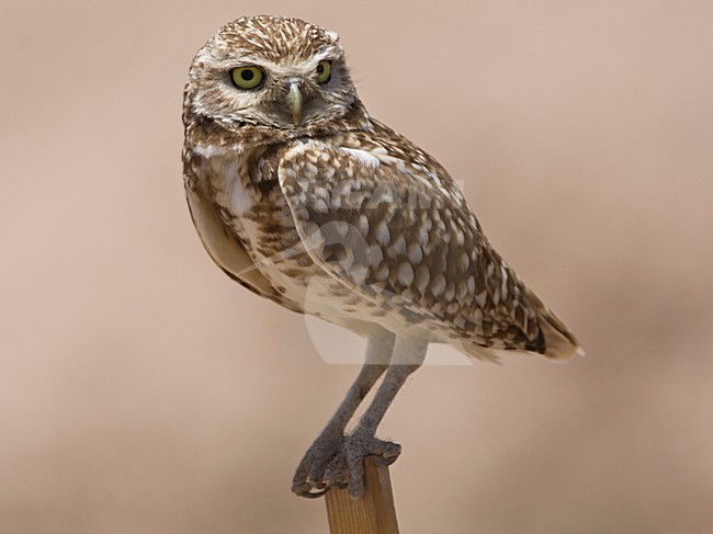 Holenuil staand op paaltje USA, Burrowing Owl perched at pole USA stock-image by Agami/Wil Leurs,