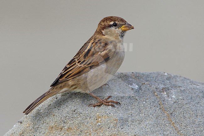 Jong mannetje Italiaanse Mus; Young male Italian Sparrow stock-image by Agami/Daniele Occhiato,