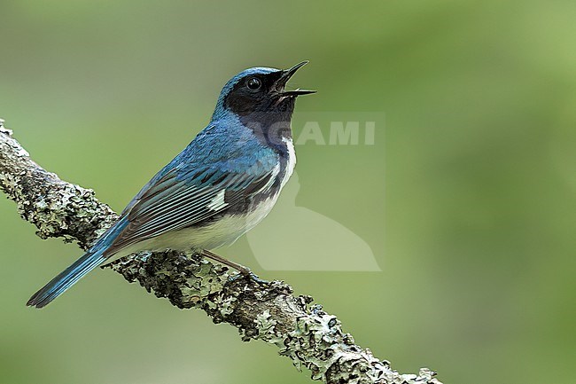 Black-throated Blue Warbler (Dendroica caerulescens) perched on a branch in  Ontario, Canada stock-image by Agami/Glenn Bartley,