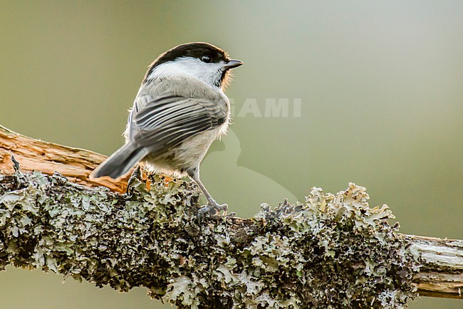 Matkop op een tak, Willow tit on a branch, Parus montanus borealis stock-image by Agami/Rob Riemer,