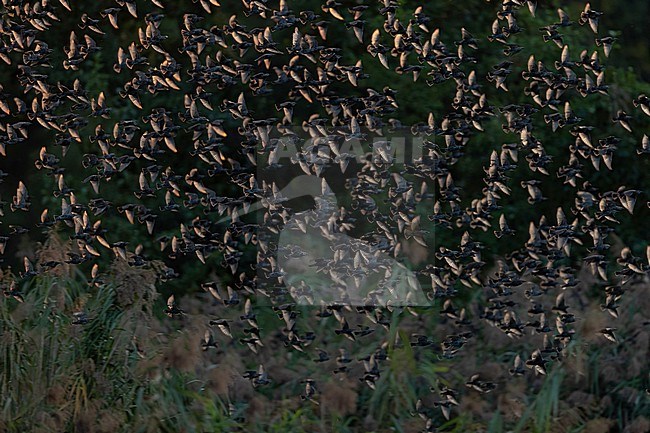 A flock of Common Starlings (Sturnus vulgaris) in the back light. stock-image by Agami/Mathias Putze,