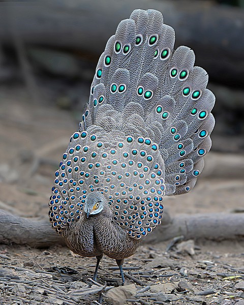 Grey peacock-pheasant (Polyplectron bicalcaratum), also known as Burmese peacock-pheasant, in Thailand. stock-image by Agami/Dani Lopez-Velasco,