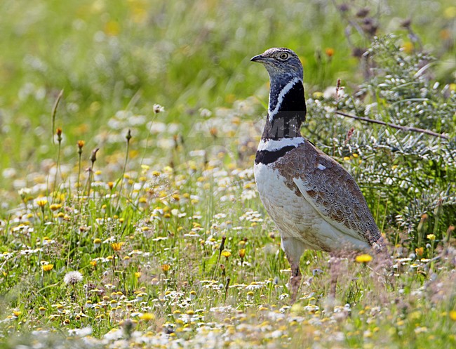 Mannetje Kleine Trap; Male Little Bustard stock-image by Agami/Markus Varesvuo,