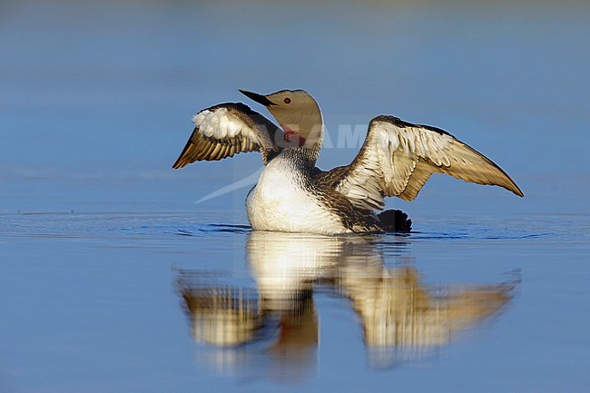 Adult breeding Red-throated Diver (Gavia stellata) in breeding habitat on Seward Peninsula in Alaska, United States, during late spring. Stretching its wings. stock-image by Agami/Brian E Small,