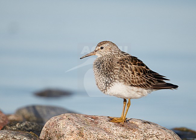 Poetsende Gestreepte strandloper, Pectoral Sandpiper preening stock-image by Agami/Markus Varesvuo,