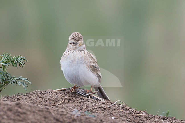 Asian Lesser Short-toed Lark (Alaudala rufescens ssp. cheelensis), Russia (Baikal), adult perched on the ground stock-image by Agami/Ralph Martin,