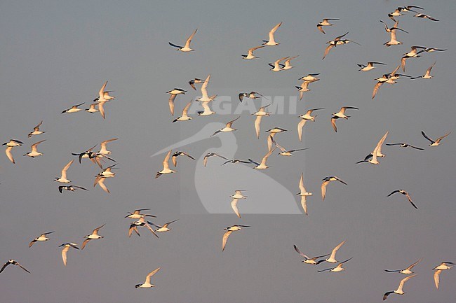 Sandwich Tern, Grote Stern, Sterna sandvicensis, France, with Common Terns stock-image by Agami/Ralph Martin,