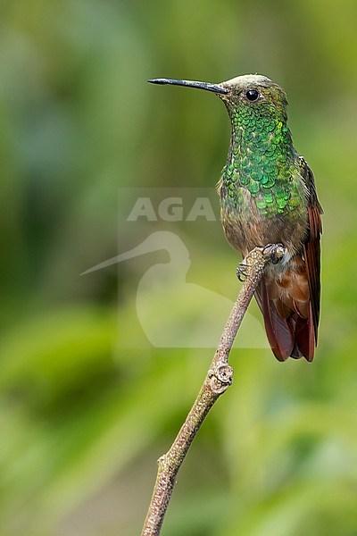 Berylline Hummingbird (Saucerottia beryllina) stock-image by Agami/Dubi Shapiro,