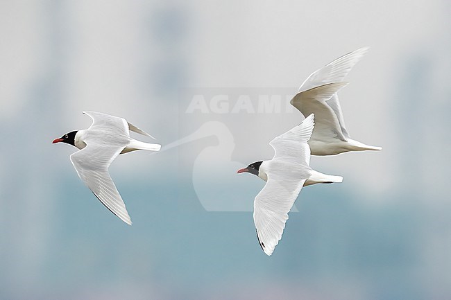 Second summer among adults Mediterranean Gull
(Ichthyaetus/Larus melanocephalus) flying in Belgium. stock-image by Agami/Vincent Legrand,