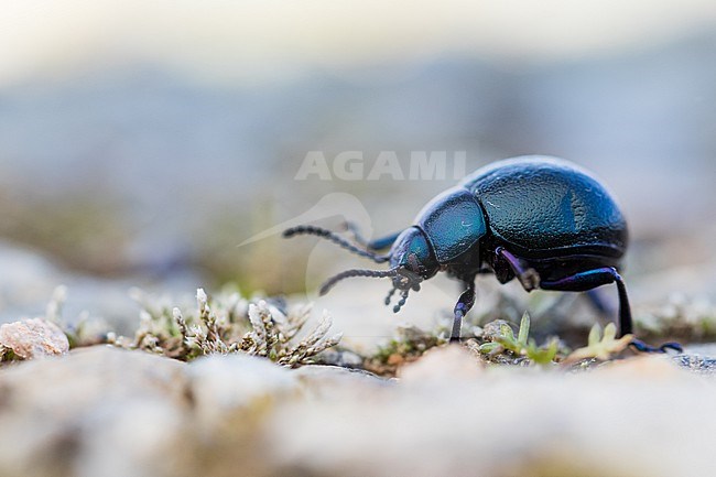 Timarcha tenebricosa - Bloody-nosed beetle - Tatzenkäfer, Germany (Baden-Württemberg), imago stock-image by Agami/Ralph Martin,