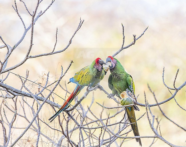 Military Macaw (Ara militaris) in Mexico. stock-image by Agami/Pete Morris,