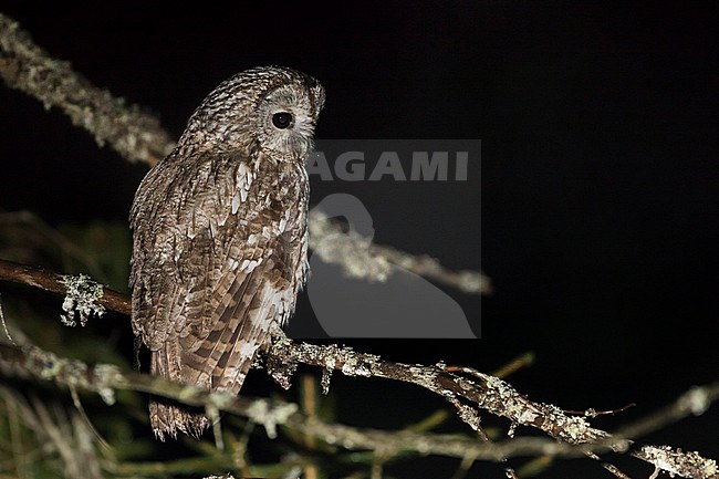 Tawny Owl - Waldkauz - Strix aluco aluco, Romania, adult stock-image by Agami/Ralph Martin,