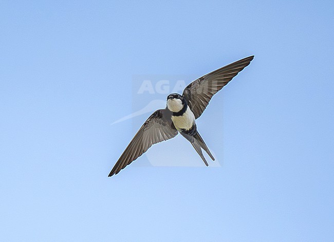 Black-collared Swallow (Pygochelidon melanoleuca) in flight from below, in Brazil stock-image by Agami/Andy & Gill Swash ,