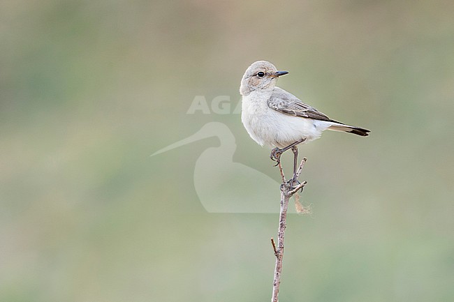 Finsch's Wheatear (Oenanthe finschii barnesi) Tajikistan, adult female perched on a branch stock-image by Agami/Ralph Martin,