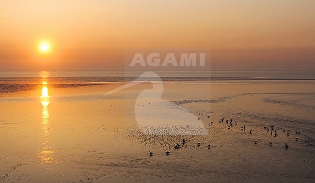 Sunset at Texel in spring stock-image by Agami/Marc Guyt,