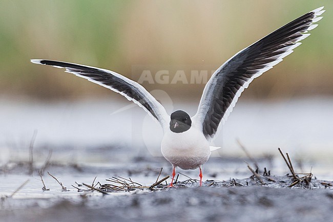 Dwergmeeuw, Little Gull, Hydrocoloeus minutus, Russia (Tscheljabinsk), adult stock-image by Agami/Ralph Martin,