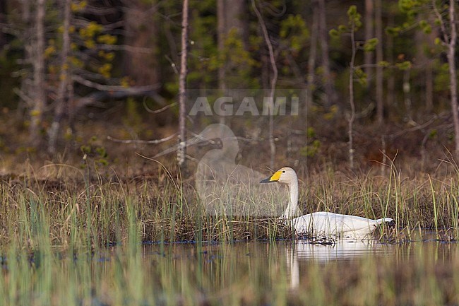 Whooper Swan  (Cygnus cygnus), adult swimming in a lake, Ivalo, Lappland, Finland stock-image by Agami/Saverio Gatto,