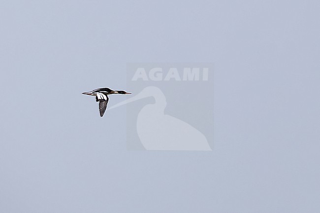 adult male red-breasted merganser (mergus serrator) in flight, found at Buir Lake (Buir Nuur) in Dornod Aimag in Mongolia stock-image by Agami/Mathias Putze,