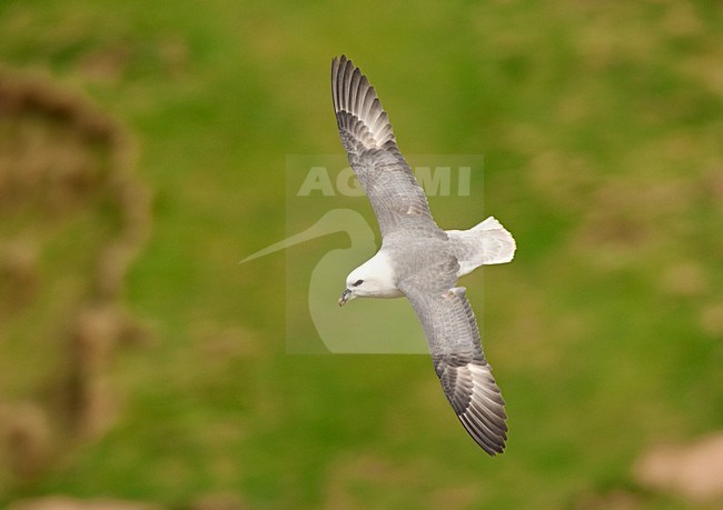 Noordse Stormvogel vliegend; Northern Fulmar flying stock-image by Agami/Roy de Haas,