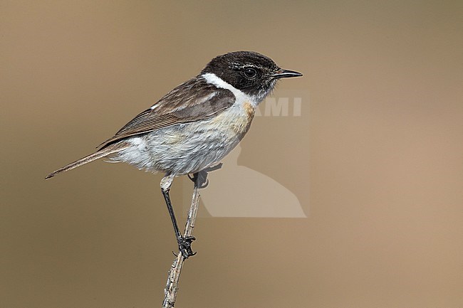 Canary Islands Chat; Saxicola dacotiae stock-image by Agami/Daniele Occhiato,